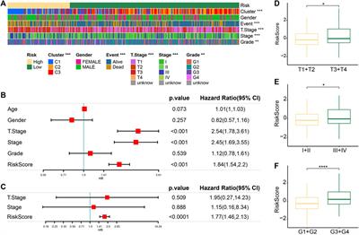 Heterogeneity characterization of hepatocellular carcinoma based on the sensitivity to 5-fluorouracil and development of a prognostic regression model